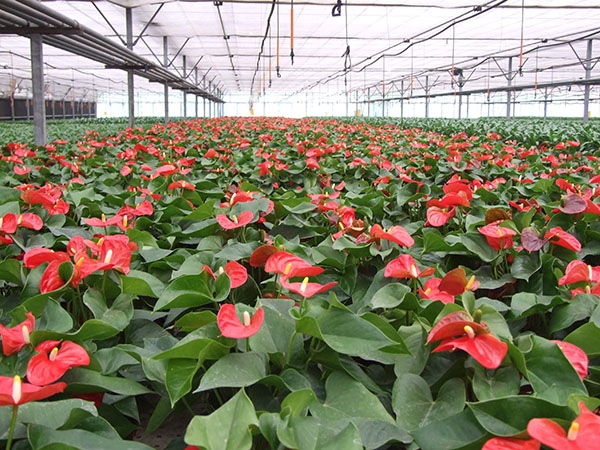花卉温室大棚6