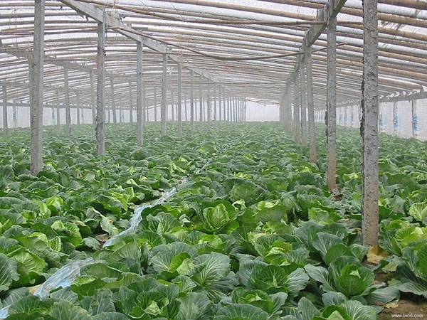 蔬菜大棚