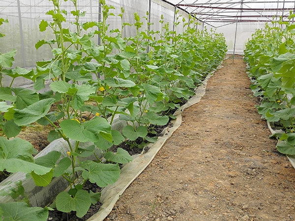蔬菜大棚