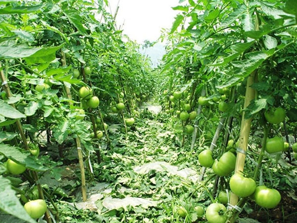 蔬菜大棚